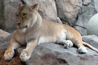 lion